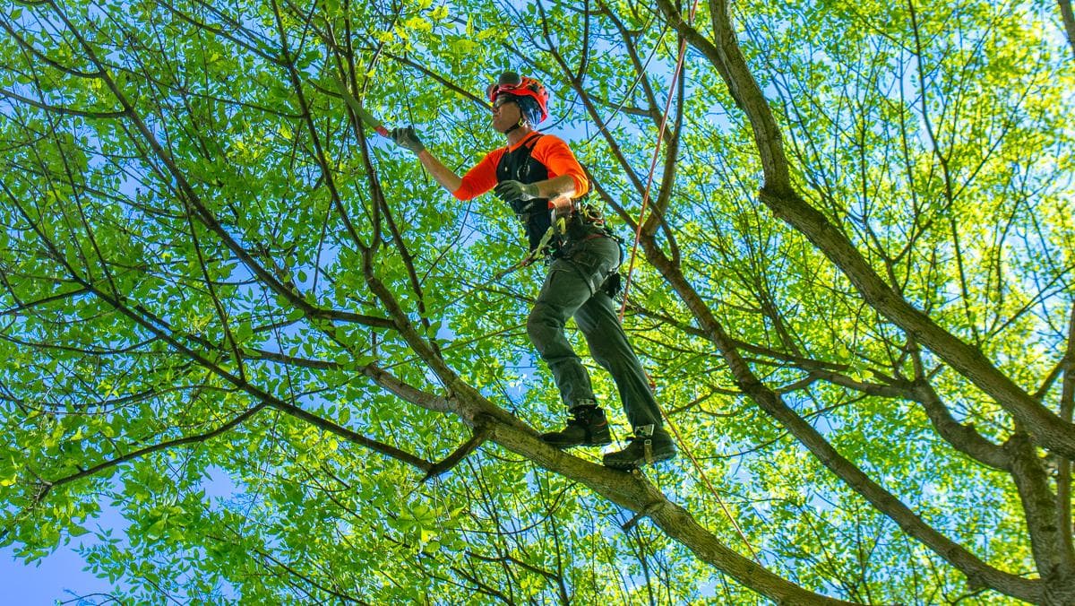 Essential Tree Trimming Tips